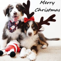 Miniature American Shepherd 050925 (HU) merry christmas 201225.jpg