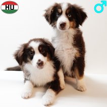 Miniature American Shepherd 050925 M(HU) Choco Tri 201225.jpg