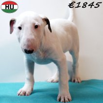 Bull Terrier 040925 M(HU8547) 201225.jpg