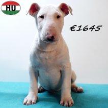 Bull Terrier 040925 M(HU8542) 201225.jpg