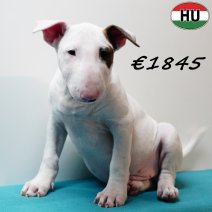 Bull Terrier 040925 M(HU8545) 201225.jpg