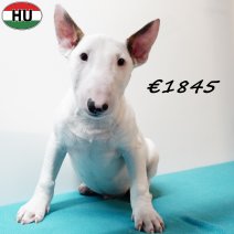 Bull Terrier 040925 M(HU8551) 201225.jpg