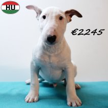 Mini Bull Terrier 010925 M(HU7250) 201225.jpg