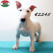 Mini Bull Terrier 010925 M(HU7251) 201225.jpg