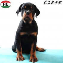 Rottweiler 290825 M(HU8501) 201225.jpg