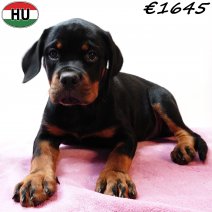 Rottweiler 290825 F(HU8506) 201225.jpg