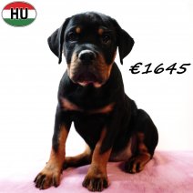 Rottweiler 290825 F(HU8504) 201225.jpg