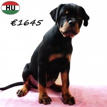 Rottweiler 290825 F(HU8505) 201225.jpg