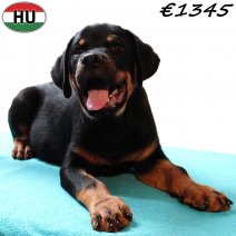Rottweiler 290825 M(HU8503) 201225.jpg