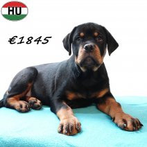 Rottweiler 290825 M(HU8502) 201225.jpg