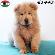 Chow Chow 010925 M(HU7276) 201225.jpg