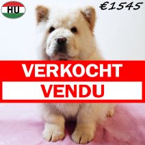 Chow Chow 010925 F(HU7278) 201225 verkocht - vendu.jpg