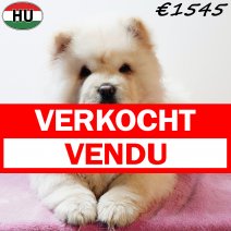 Chow Chow 010925 F(HU7277) 201225 verkocht - vendu.jpg