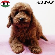 Poedel 290825 F(HU8535) 201225.jpg