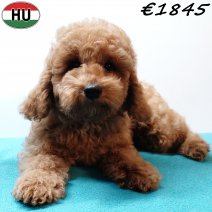 Poedel 290825 M(HU8532) 201225.jpg