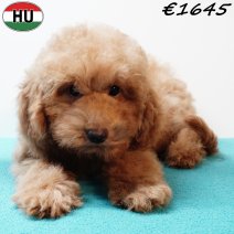 Poedel 290825 M(HU8533) 201225.jpg