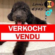 Koningspoedel Louis 100725 M(BE1271) 061225 verkocht - vendu.jpg