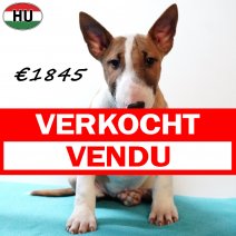 Bull Terrier 040925 M(HU8550) 201225 verkocht - vendu.jpg