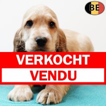 Engelse Cocker 300925 M(BE4296) 031225 verkocht - vendu.jpg