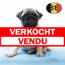 Mops 141025 M (BE1248) 101225 verkocht - vendu.jpg