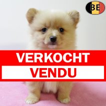 Keesje 111025 F(BE5439) 101225 verkocht - vendu.jpg