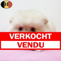 Keesje 091025 F(BE5163) 101225 verkocht - vendu.jpg