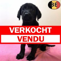 Labrador 131025 F(BE5713) 121225 verkocht - vendu.jpg