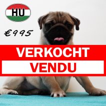 Mops 010825 M (HU7386) 191125 verkocht - vendu.jpg