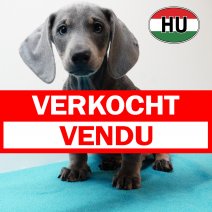 Teckel 020825 M (HU7239) 191125 verkocht - vendu.jpg