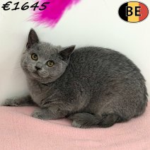 Britse Korthaar 080925 F(BE0997) 211225.jpg