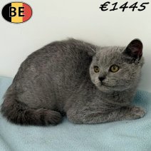 Britse Korthaar 080925 M(BE1013) 211225.jpg