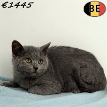 Britse Korthaar 080925 M(BE1117) 211225.jpg