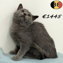 Britse Korthaar 080925 M(BE1256) 211225.jpg