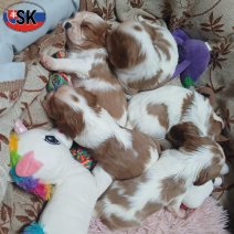 Cavalier King Charles Blenheim pups (SK) beschikbaar bij ons op 250126..jpg