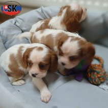 Cavalier King Charles Blenheim pups (SK) beschikbaar bij ons op 250126.jpg