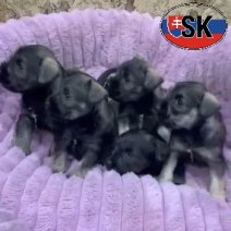 Dwergschnauzer pups (SK) Beschikbaar bij ons op 250126..jpg