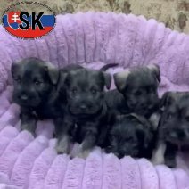 Dwergschnauzer pups (SK) Beschikbaar bij ons op 250126.jpg