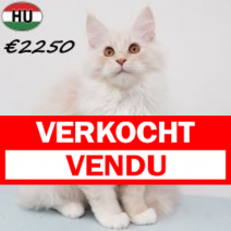 Maine Coon 010825 M(HU7350) 191125.verkocht-vendu.png