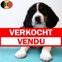 Beagle 210925 M(BE4567) 141125 verkocht - vendu.jpg