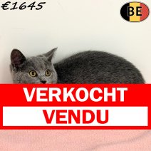 Britse Korthaar 080925 F(BE1030) 211225 verkocht - vendu.jpg