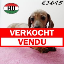 Teckel 030825 F (HU7175) 191125 verkocht - vendu.jpg