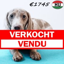 Teckel 280825 M(HU8529) 201225 verkocht - vendu.jpg