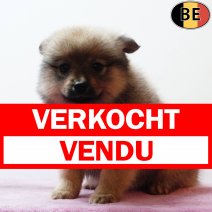 Keesje 230925 F(BE4792) 211125 verkocht - vendu.jpg