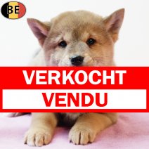 Shiba Inu 140925 F(BE6712) 121125 verkocht - vendu.jpg