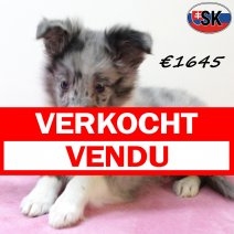 Sheltie 140625 F(SK0383) 171025 verkocht - vendu.jpg