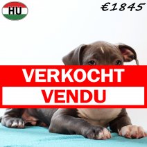 Amerikaanse Staffordshire Terrier 300725 M(HU7162) 191125 vrkocht - vendu.jpg