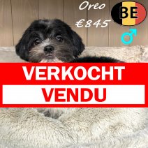 Shih Tzu Oreo 010825 M(BE0911) 061225 verkocht - vendu.jpg