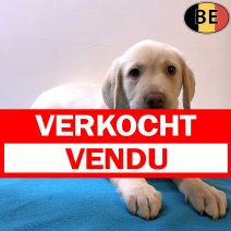 Labrador 131025 M(BE5559) 121225 verkocht - vendu.jpg