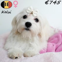 Havanezer Kelsi 010725 F(BE4169) 311025...jpg