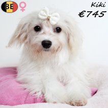 Havanezer Kiki 010725 F(BE4964) 311025...jpg